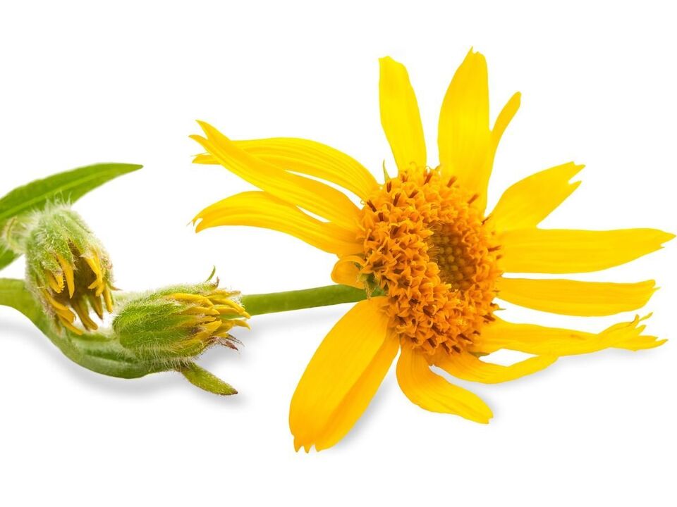 Arnica Montana – στοιχείο της σύνθεσης Depanten